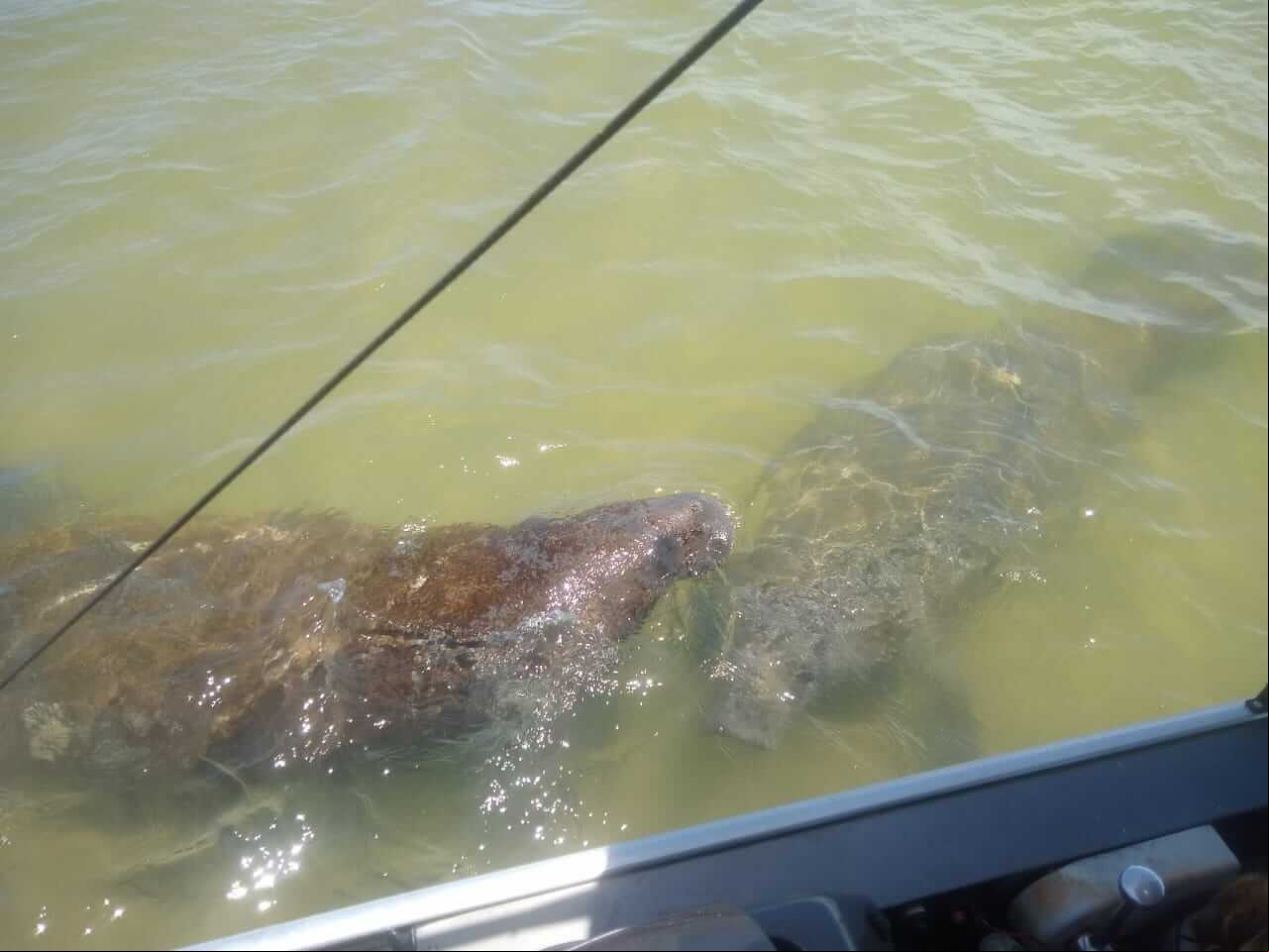 Alerta: Três peixes-bois-marinhos reintroduzidos estão frequentando o litoral de Sergipe