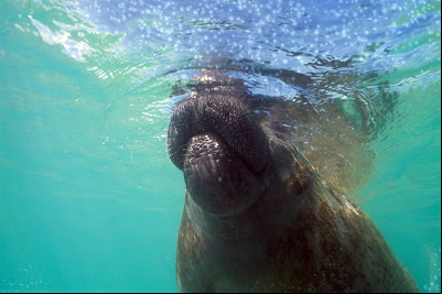 Peixes-bois marinhos serão transferidos da Ilha de Itamaracá (PE) para espaço de readaptação em ambiente natural no litoral norte da Paraíba