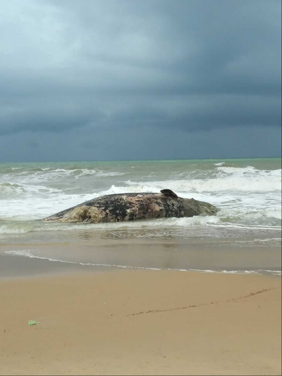 Cachalote encalha em praia do litoral norte da Paraíba