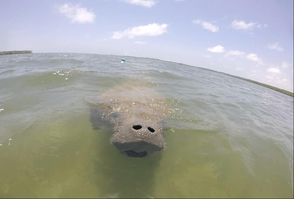 Pesquisadores recomendam ampliação da Zona de Proteção Estuarina da APA da Barra do Rio Mamanguape em prol da conservação do peixe-boi marinho