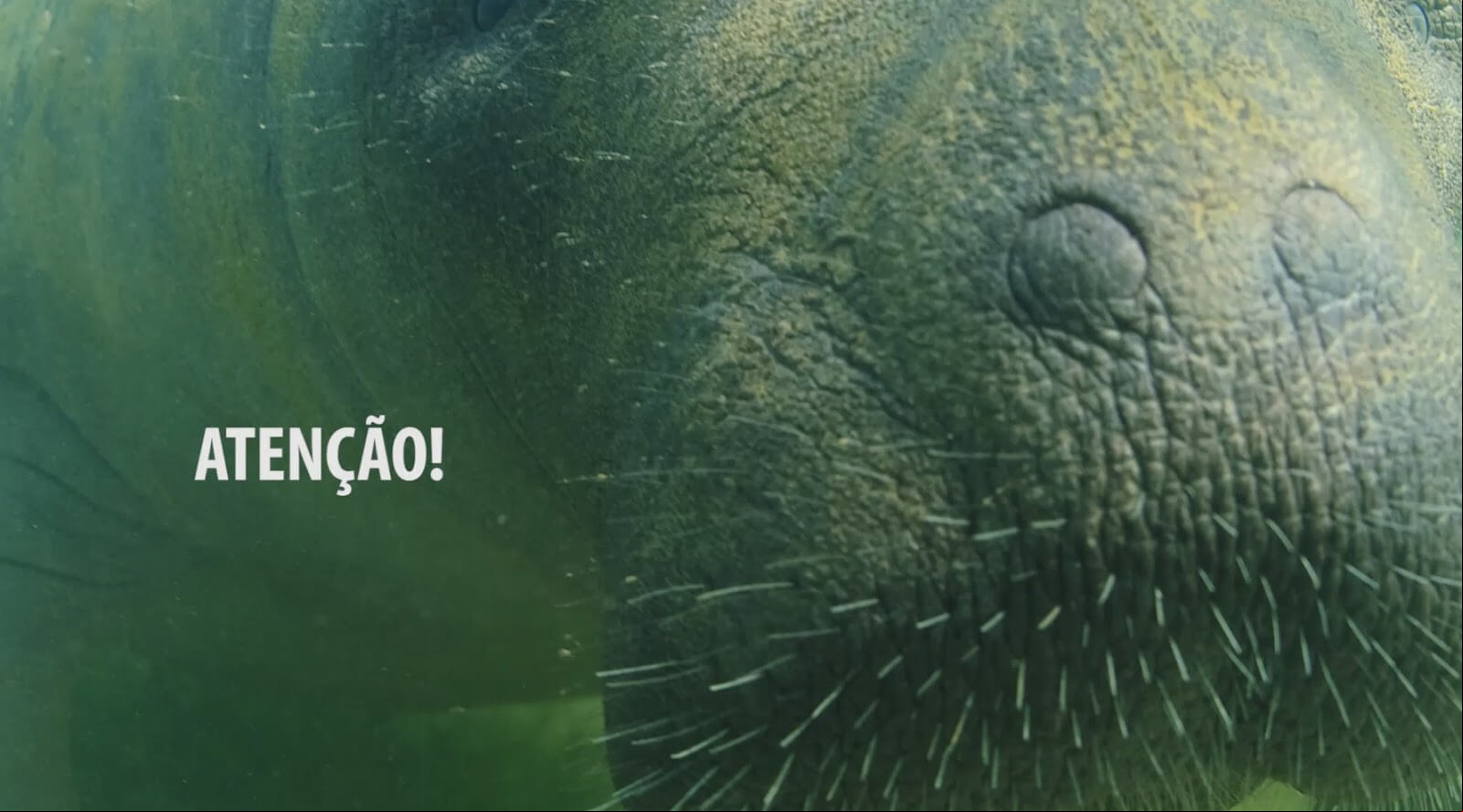 Projeto lança vídeo para proteger peixes-boi marinhos de atropelamentos causados por embarcações motorizadas