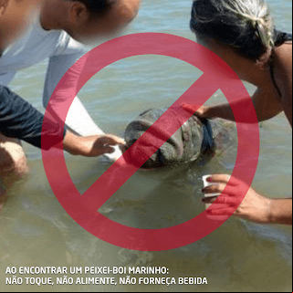 Ao encontrar um peixe-boi marinho: não toque, não alimente, não forneça bebida